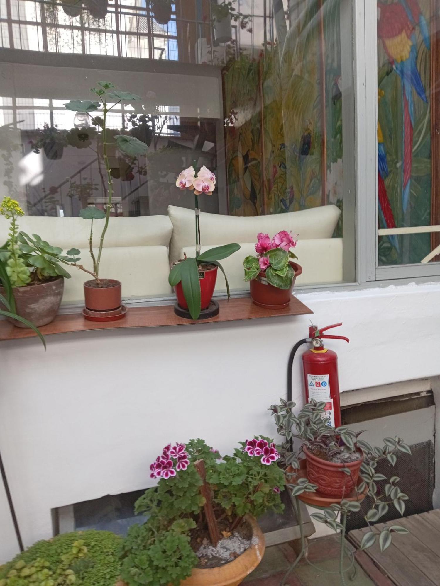 Hostal Posada Del Maple Quito Dış mekan fotoğraf