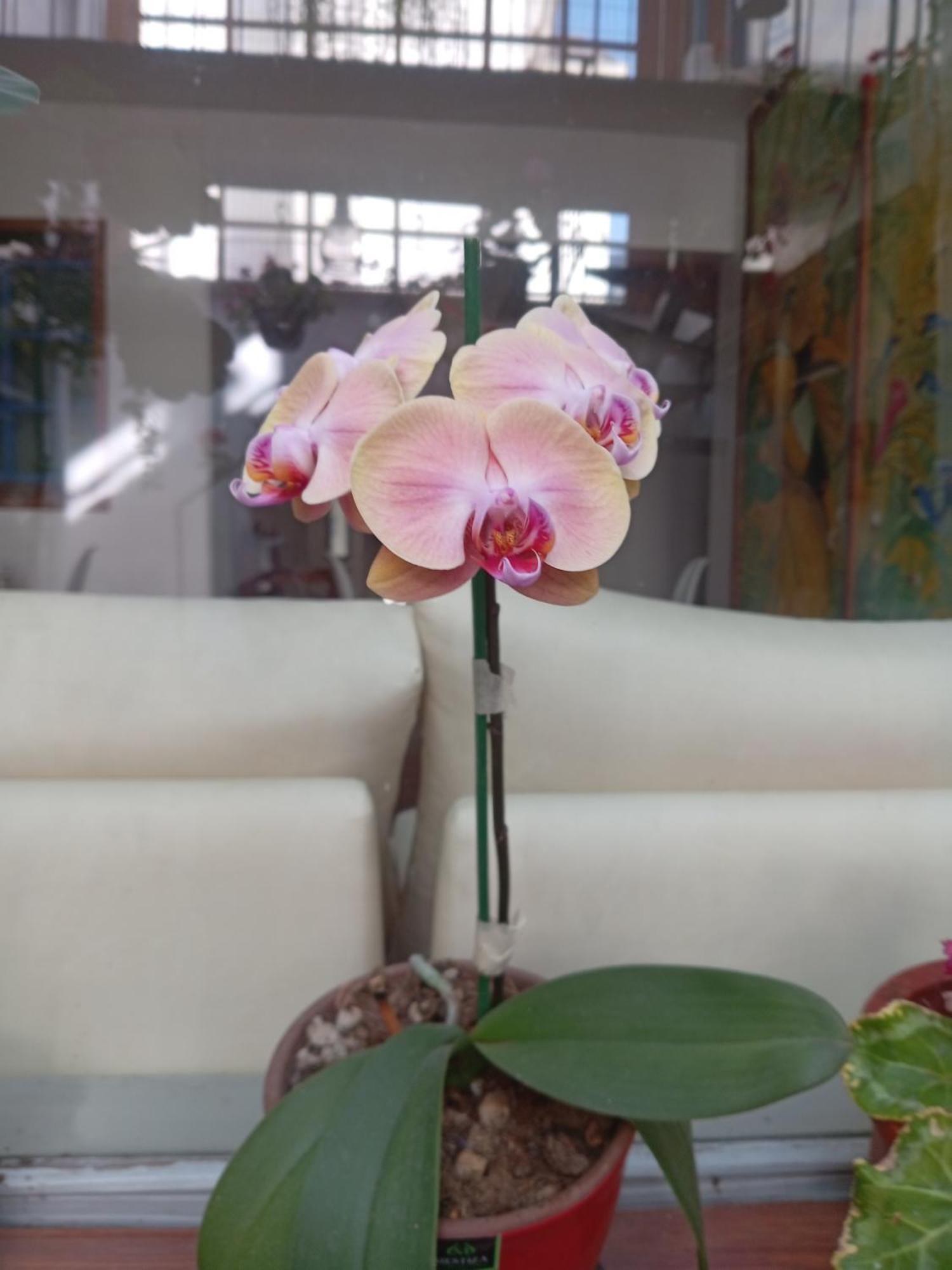 Hostal Posada Del Maple Quito Dış mekan fotoğraf
